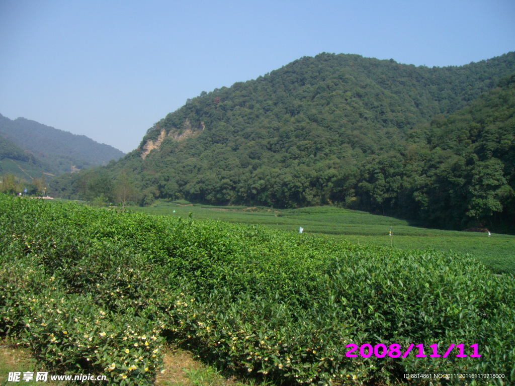 梅塢春早 茶葉