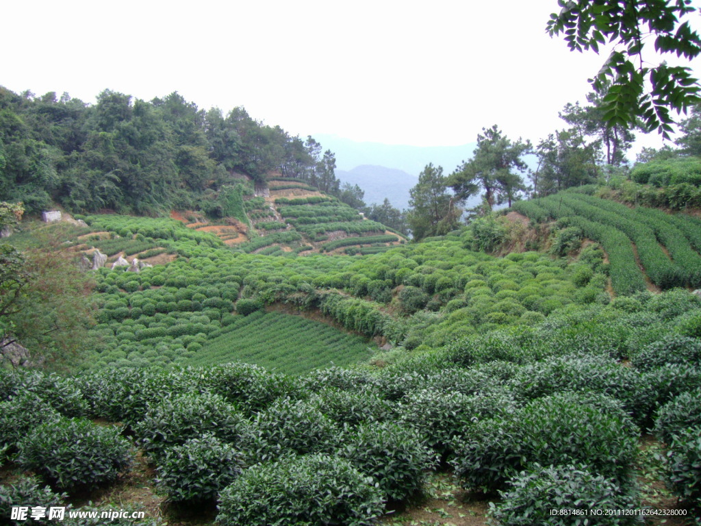 南高峰 茶樹