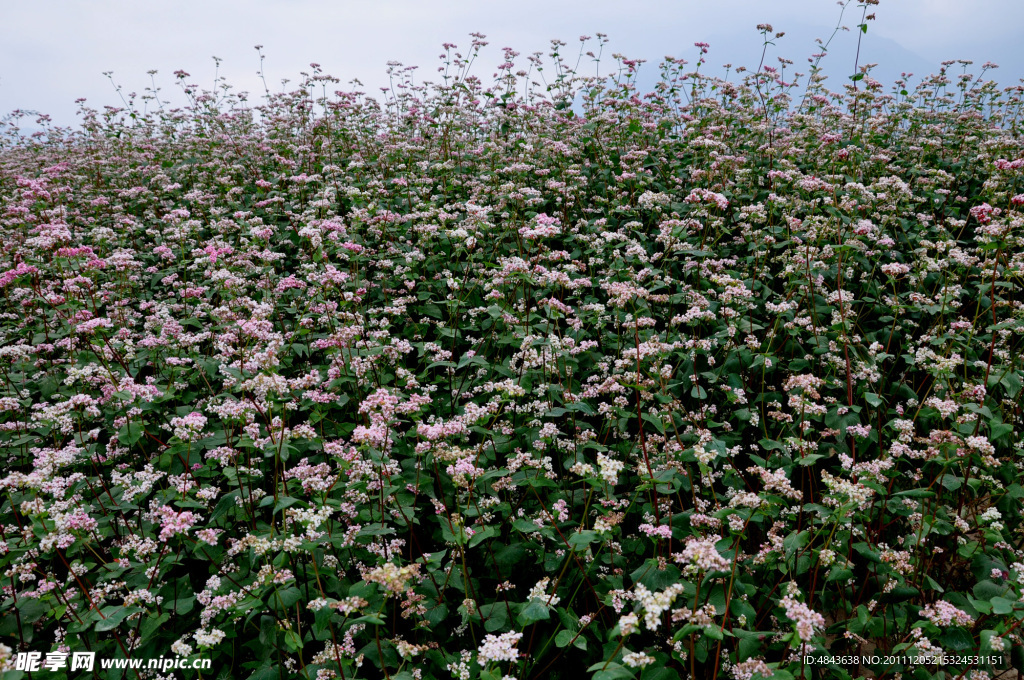 蕎花