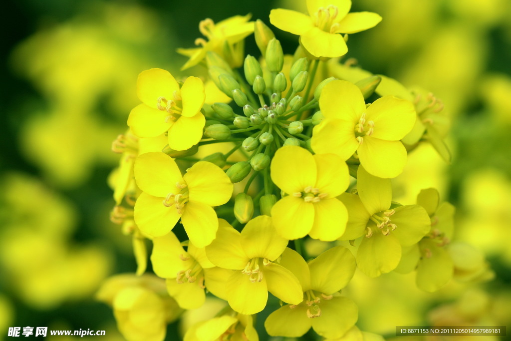油菜