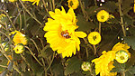 菊花蜂