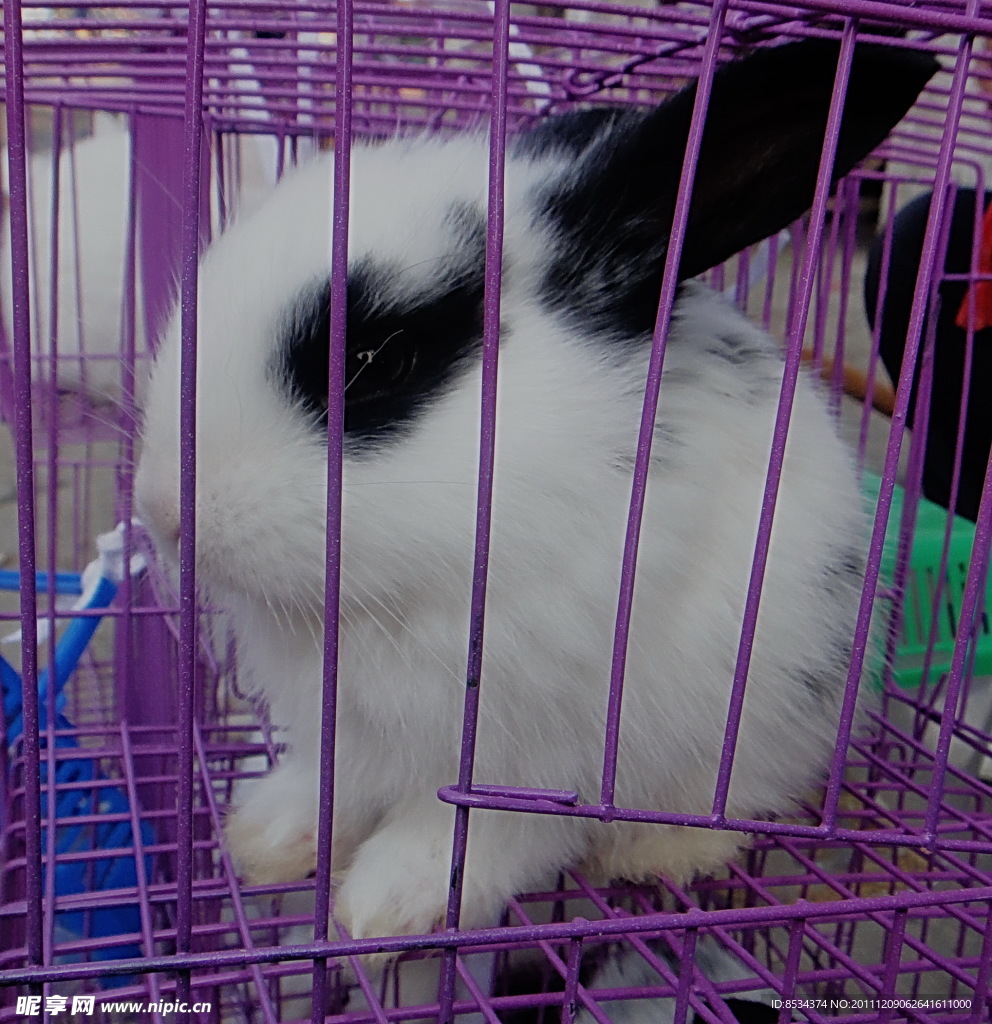 小兔