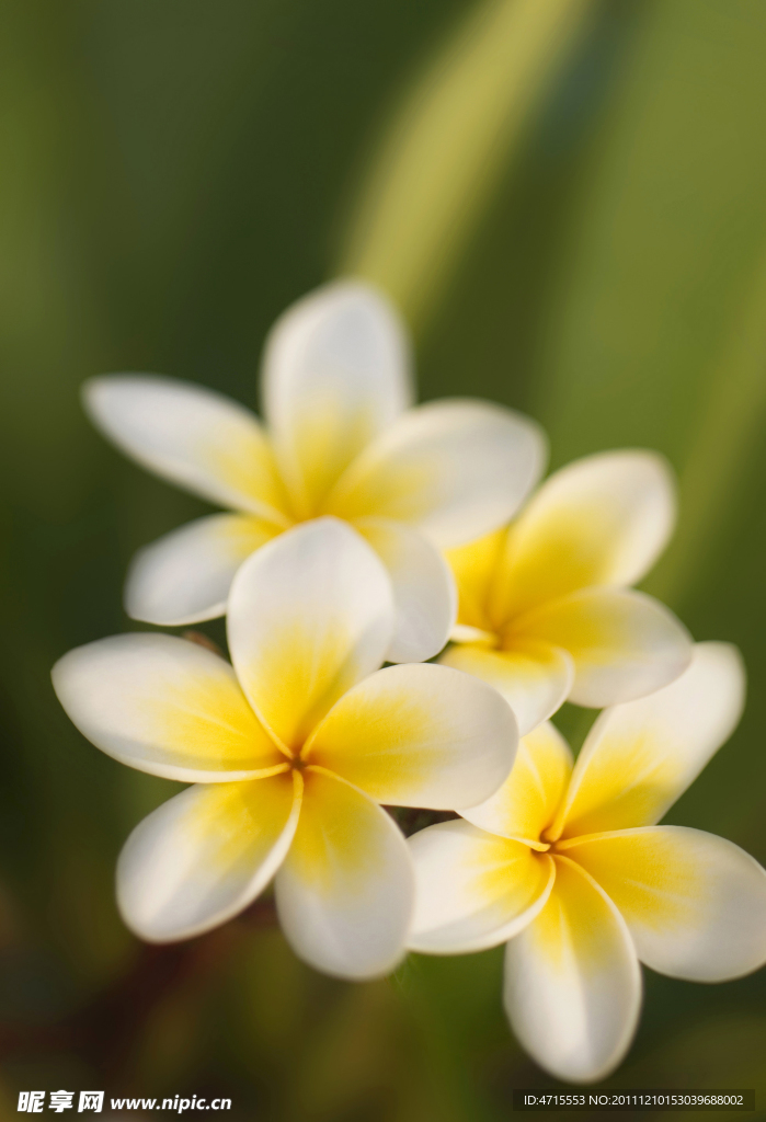 雞蛋花