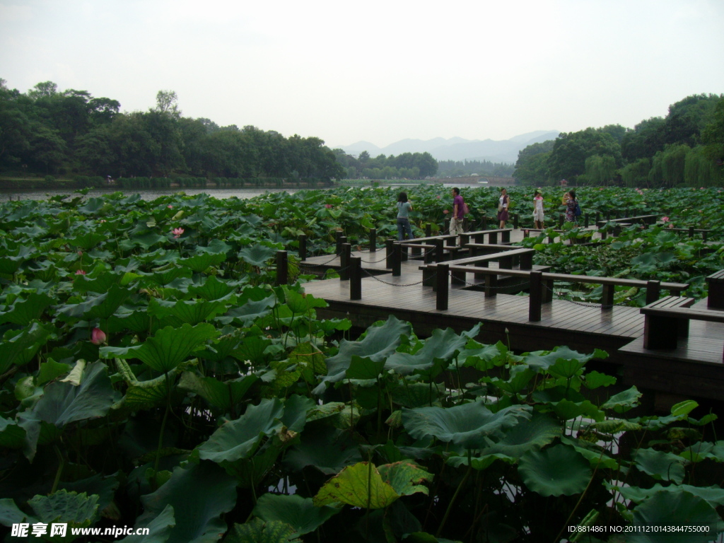 西湖 碧荷曲橋