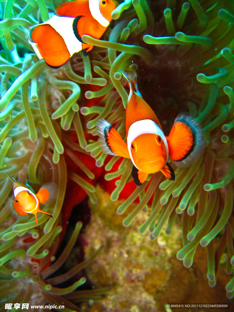 海底世界美麗可愛小丑魚