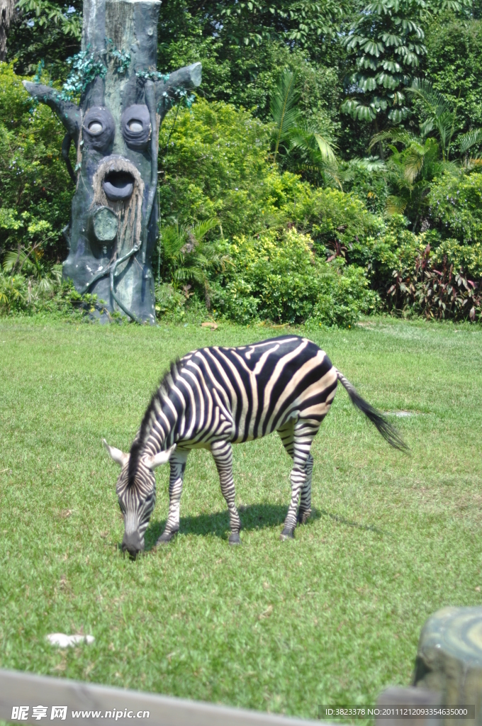 斑馬 長隆動物園