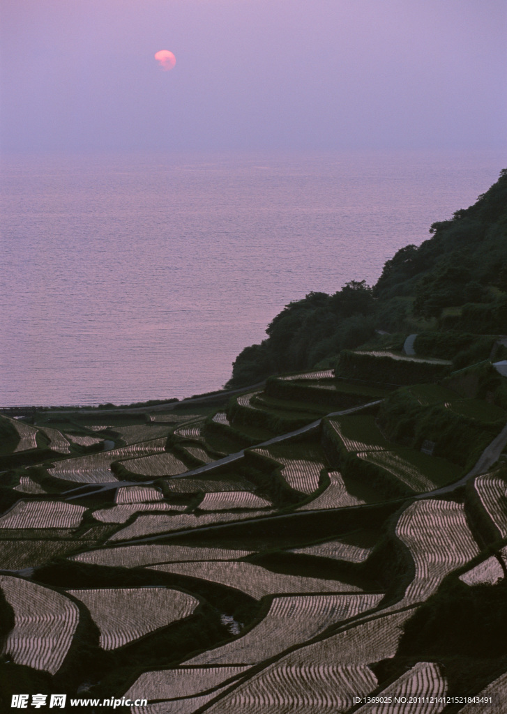稻田