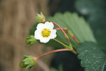 草莓花