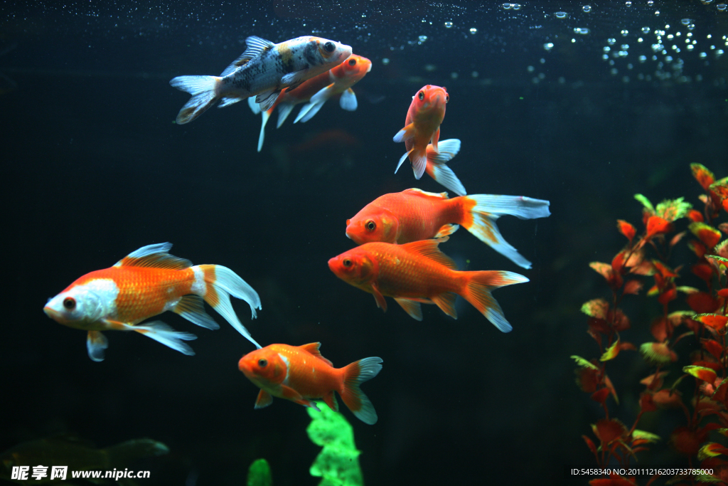金鯉魚