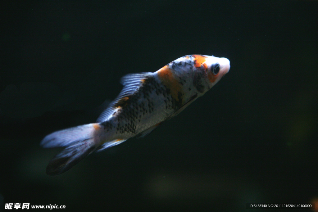 鯉魚