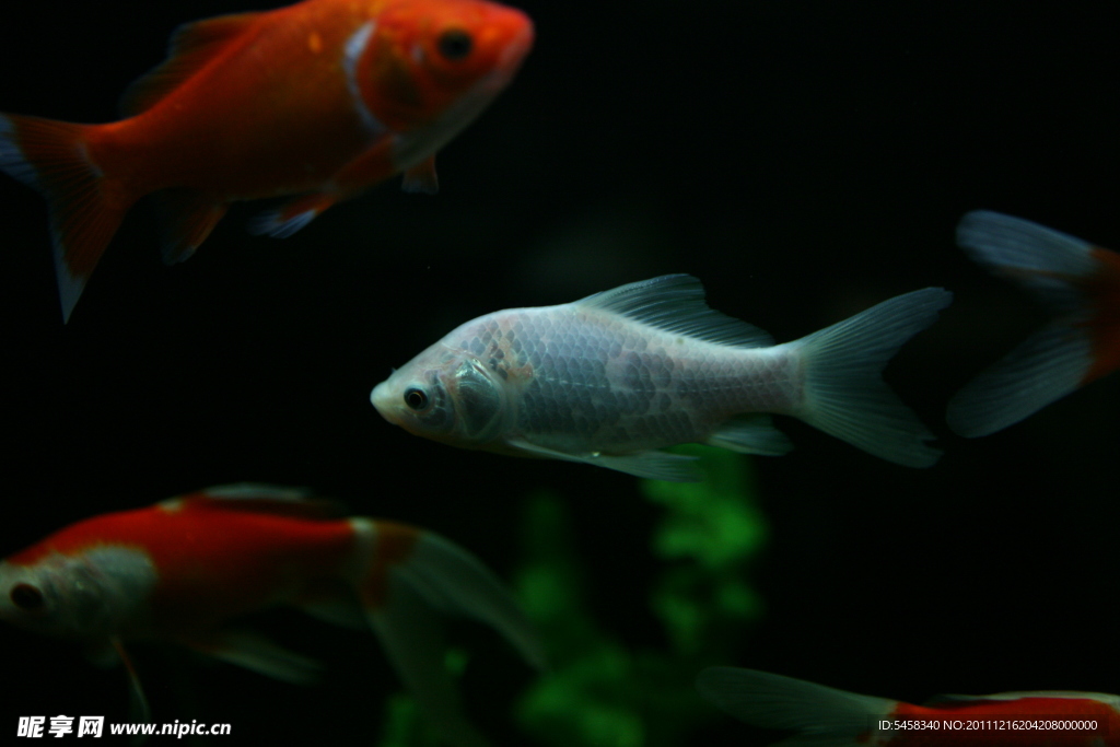 金鯉魚