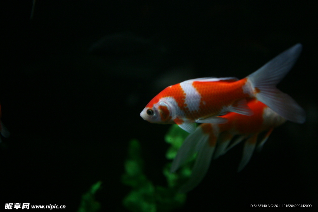 鯉魚