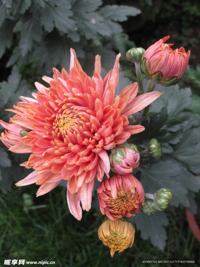 菊花