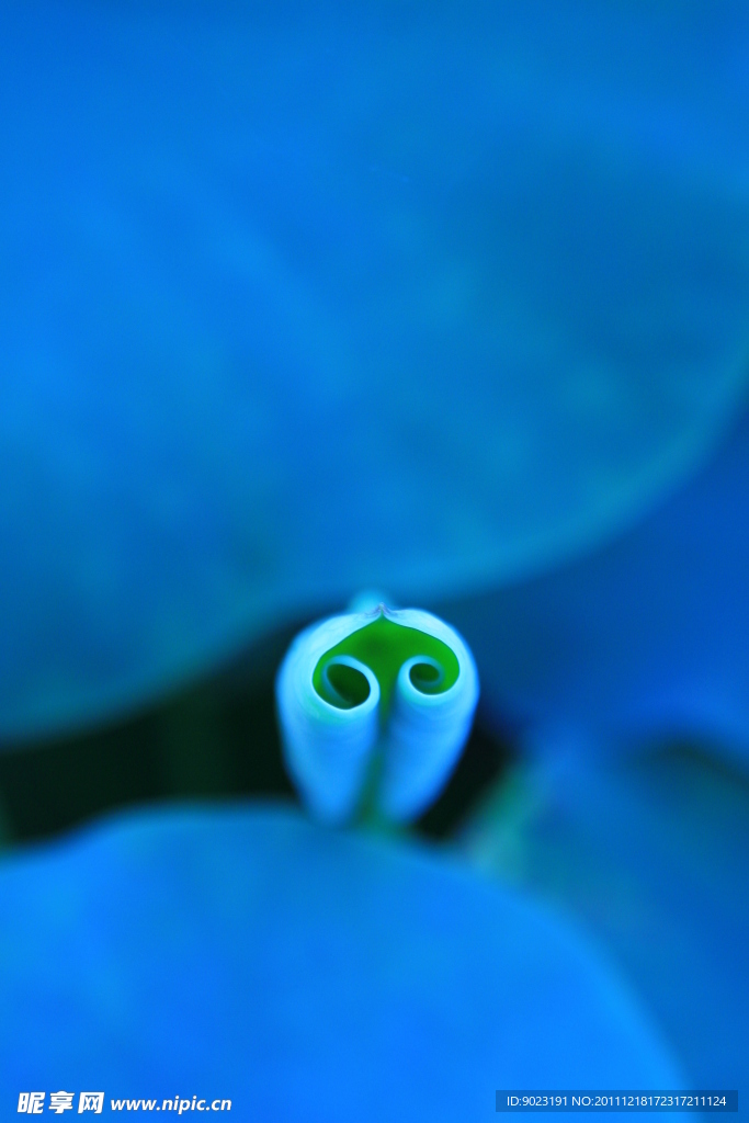 荷葉