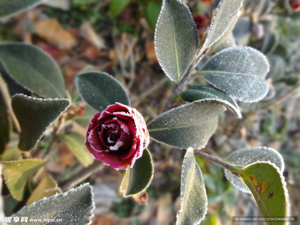 掛霜 茶花