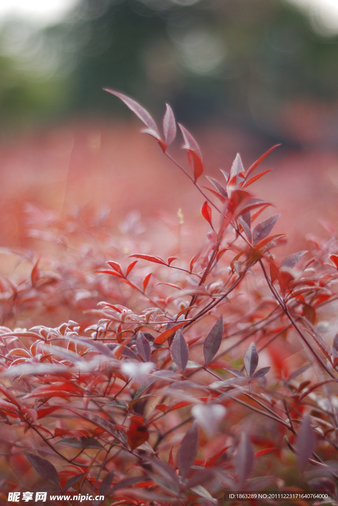 紅天竹