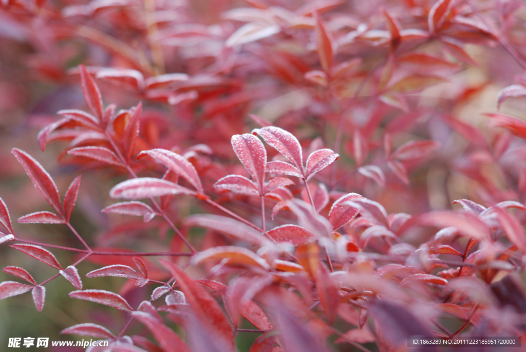 紅天竹