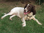 English Cocker Spaniel 英国可卡犬