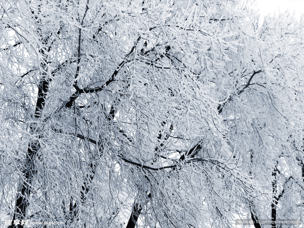 冬季雪景