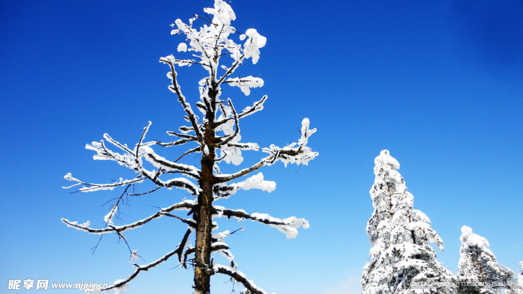 樹上雪
