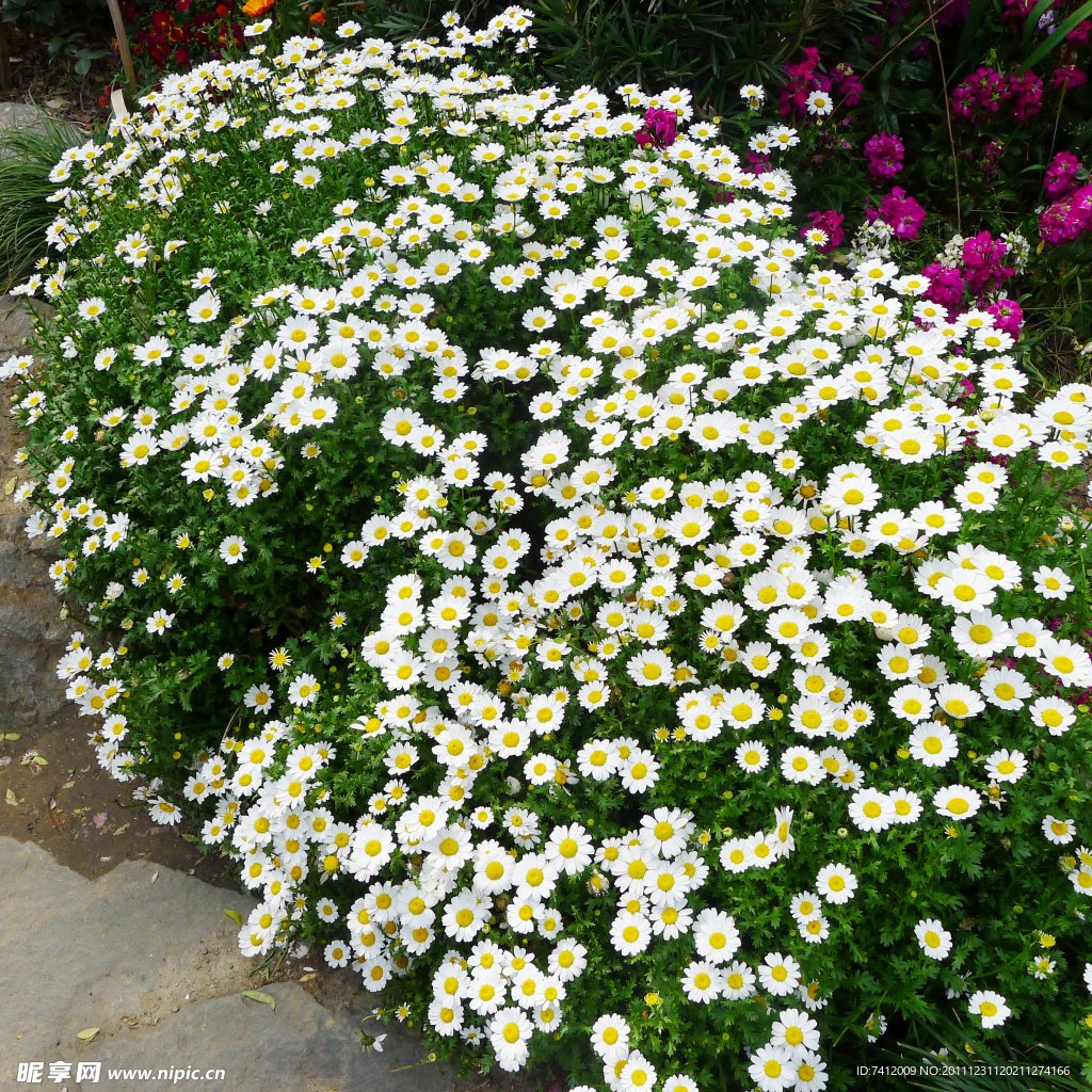 小黃稚菊