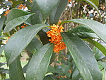 桂花
