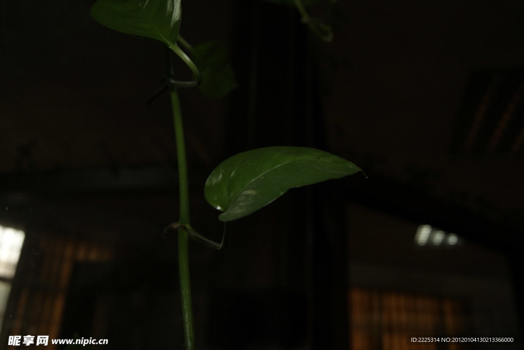 花草 綠葉