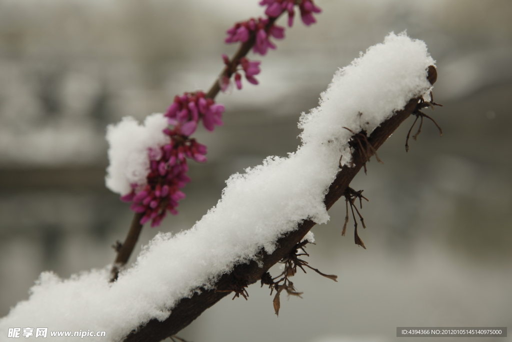 桃花映雪