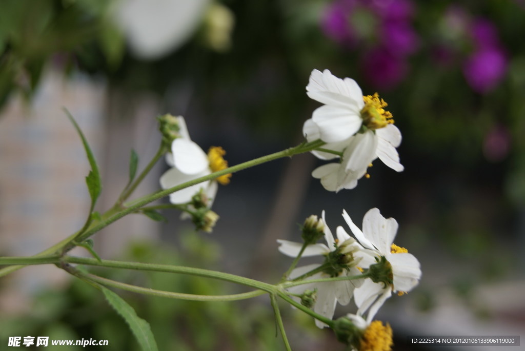 那些花兒 小花