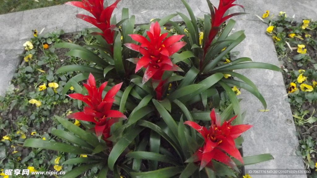 花草素材