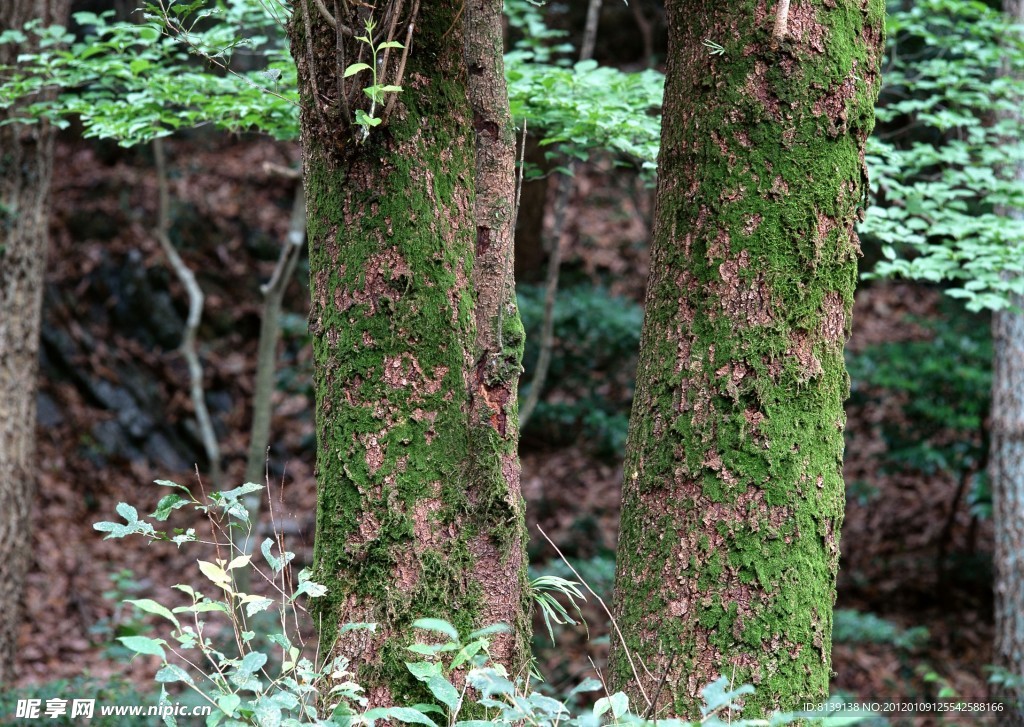 樹干特寫