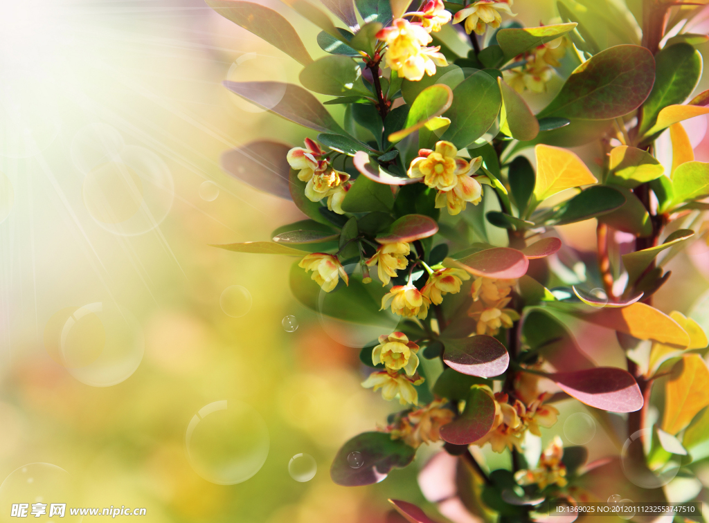 桂花