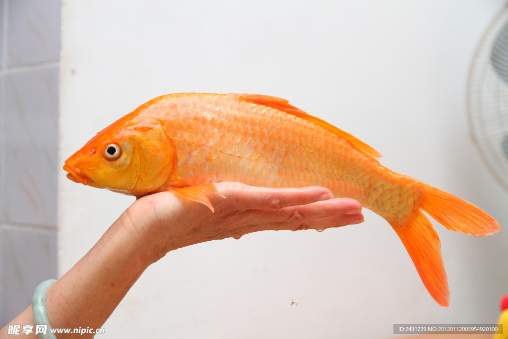 紅鯉魚