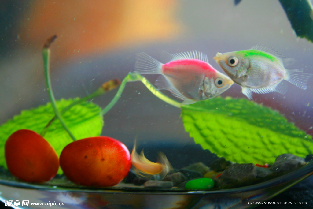 觀賞魚