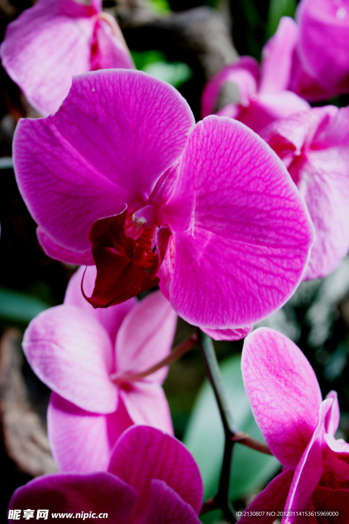 蘭花 蝴蝶蘭