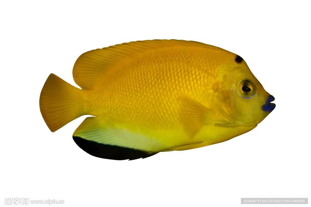 觀賞魚(yú)類