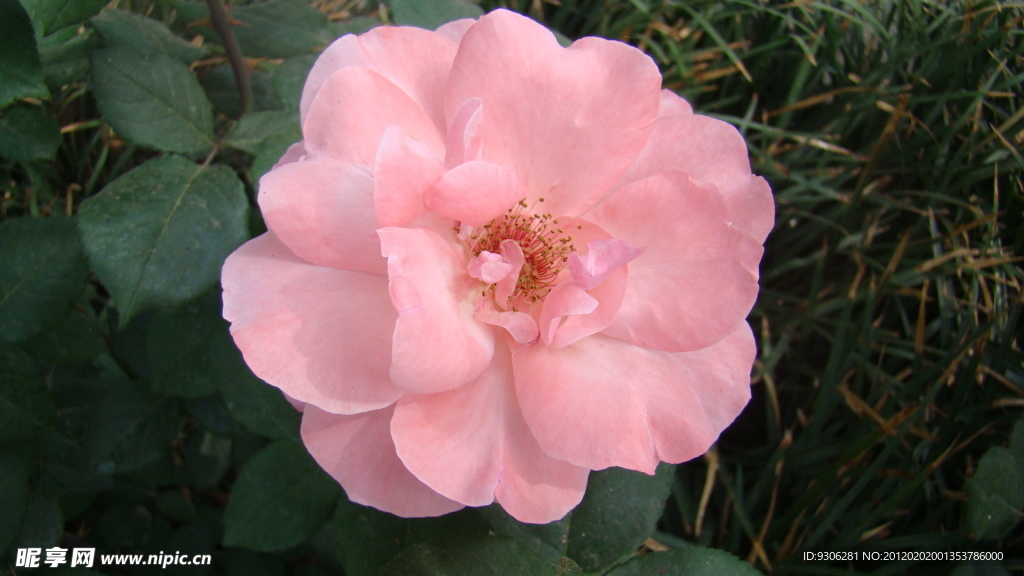 月季花