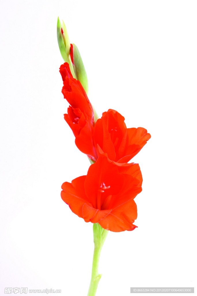 劍蘭花