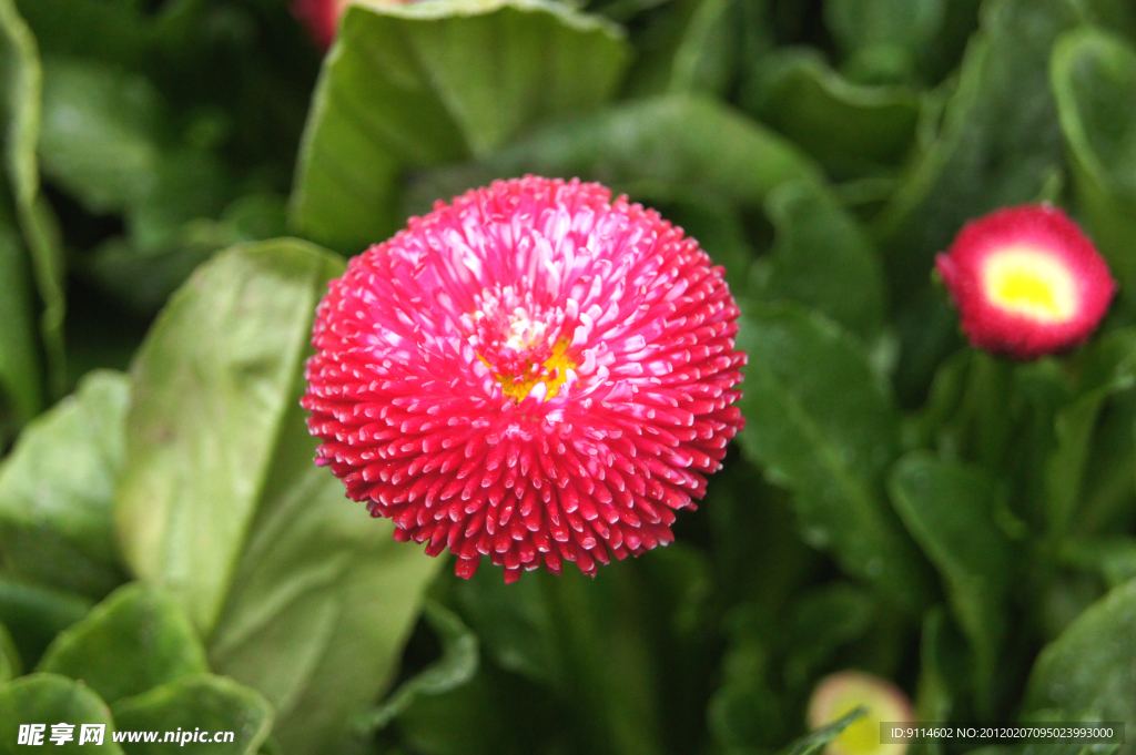 雛菊 高清