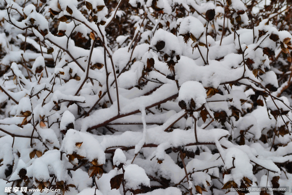 雪中花