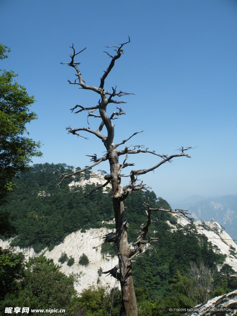 枯樹