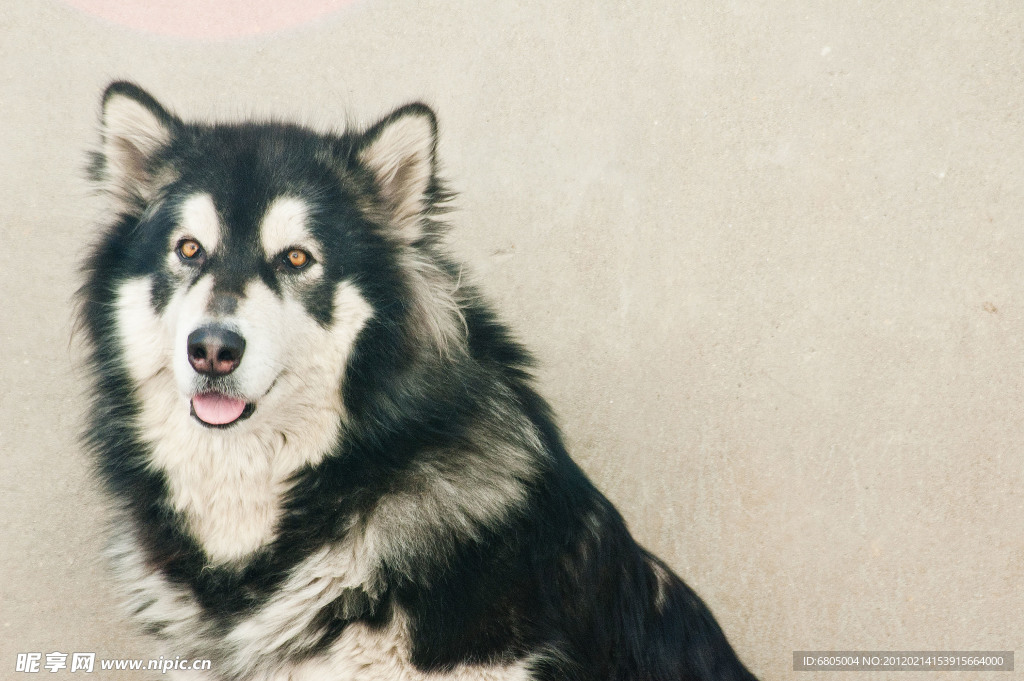 阿拉斯加雪橇犬