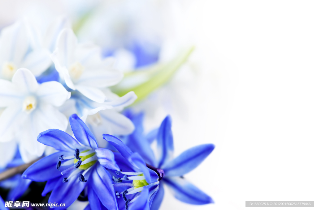 紫色丁香花