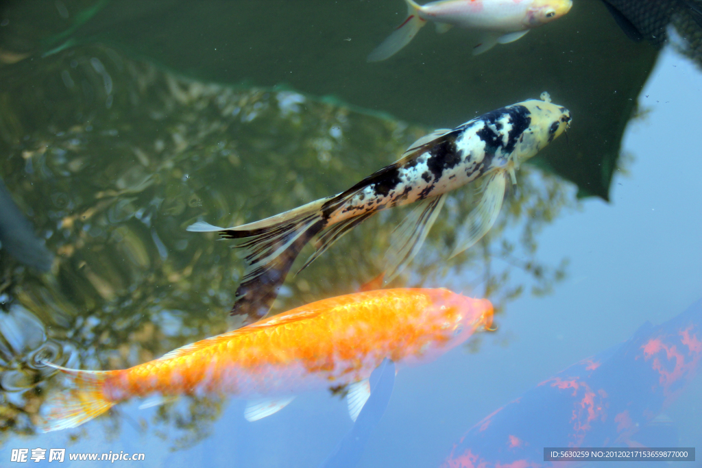 游魚 錦鯉