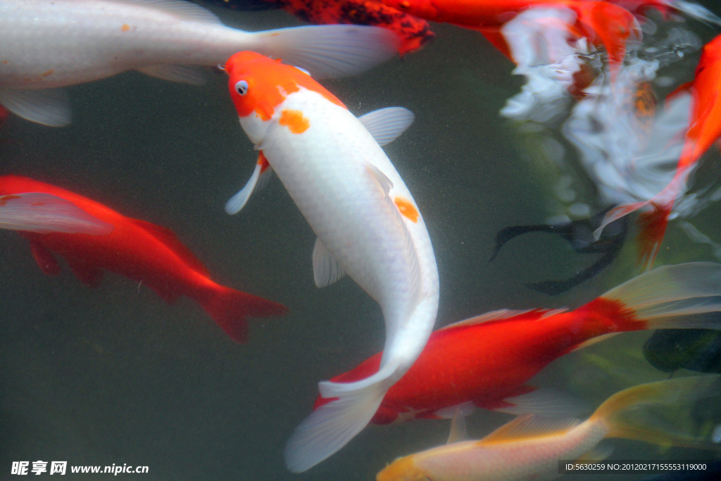 魚類 錦鯉