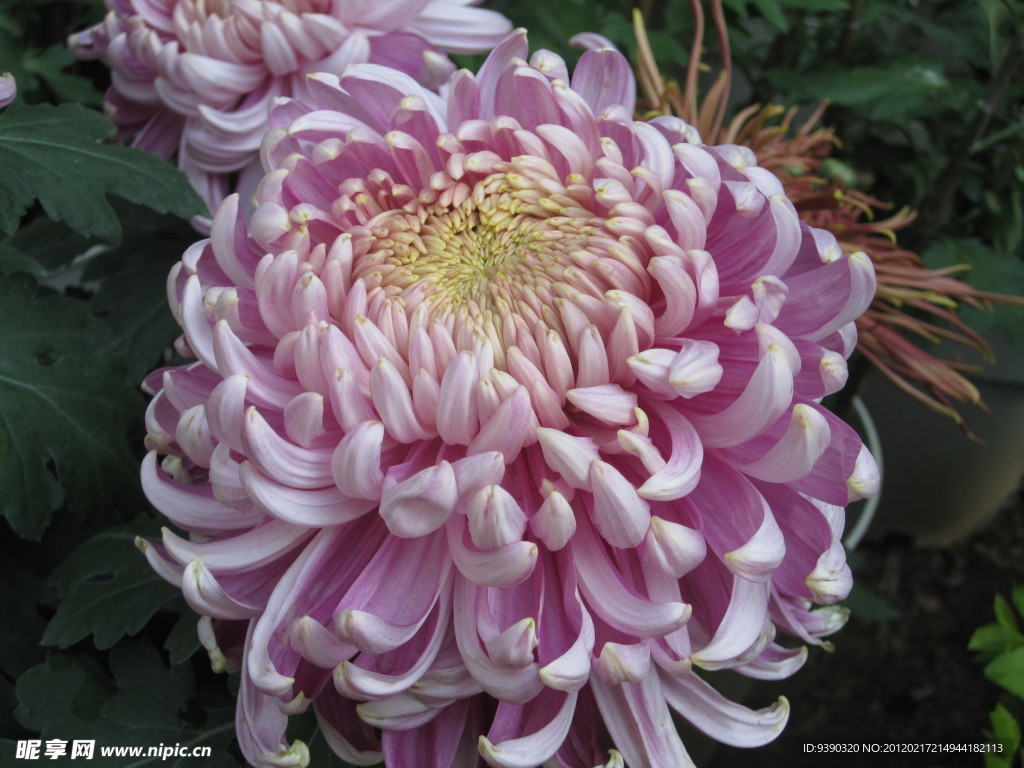 菊花