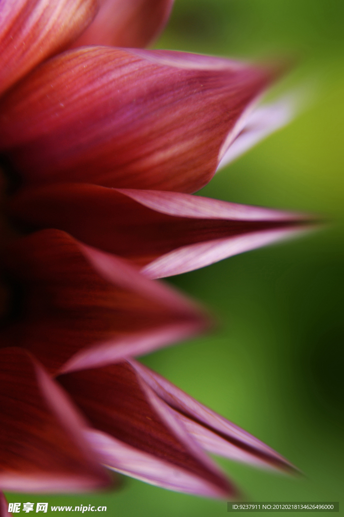 紅掌