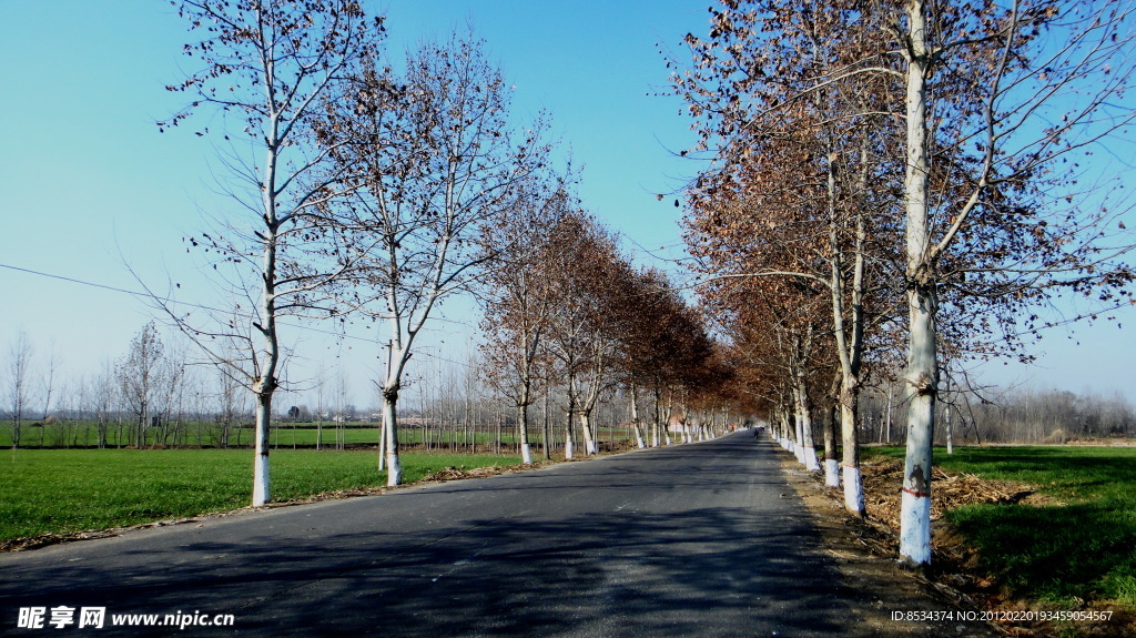 紅色 林蔭道