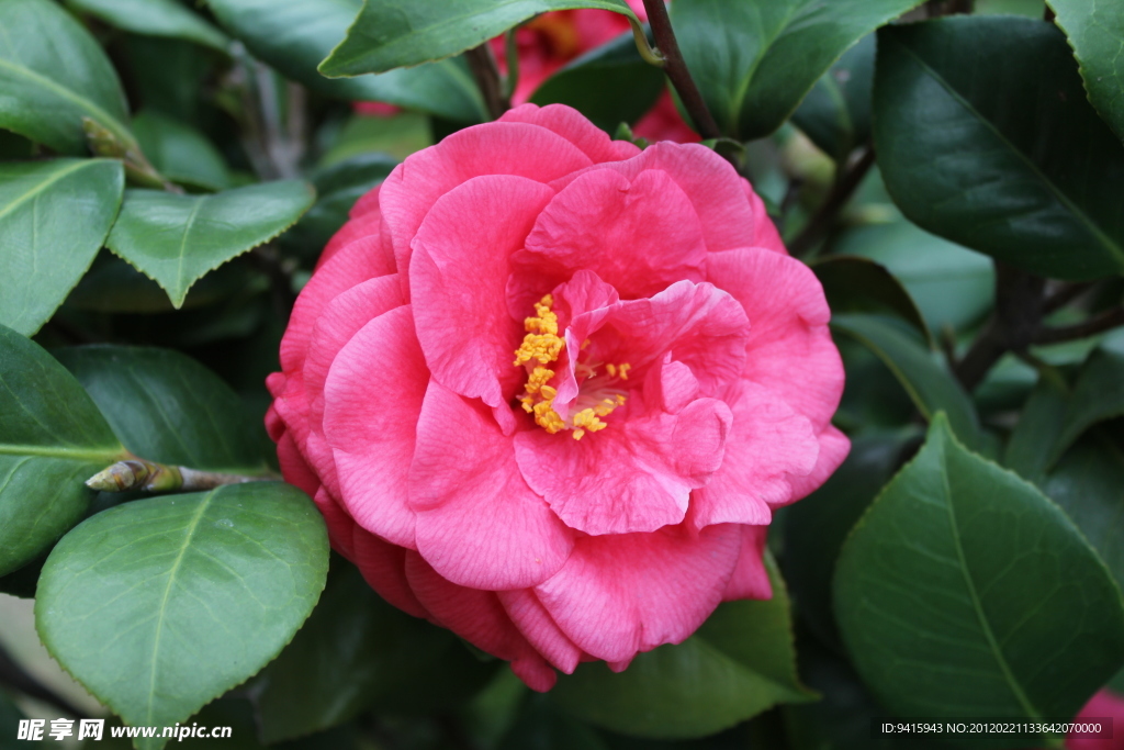 茶樹花