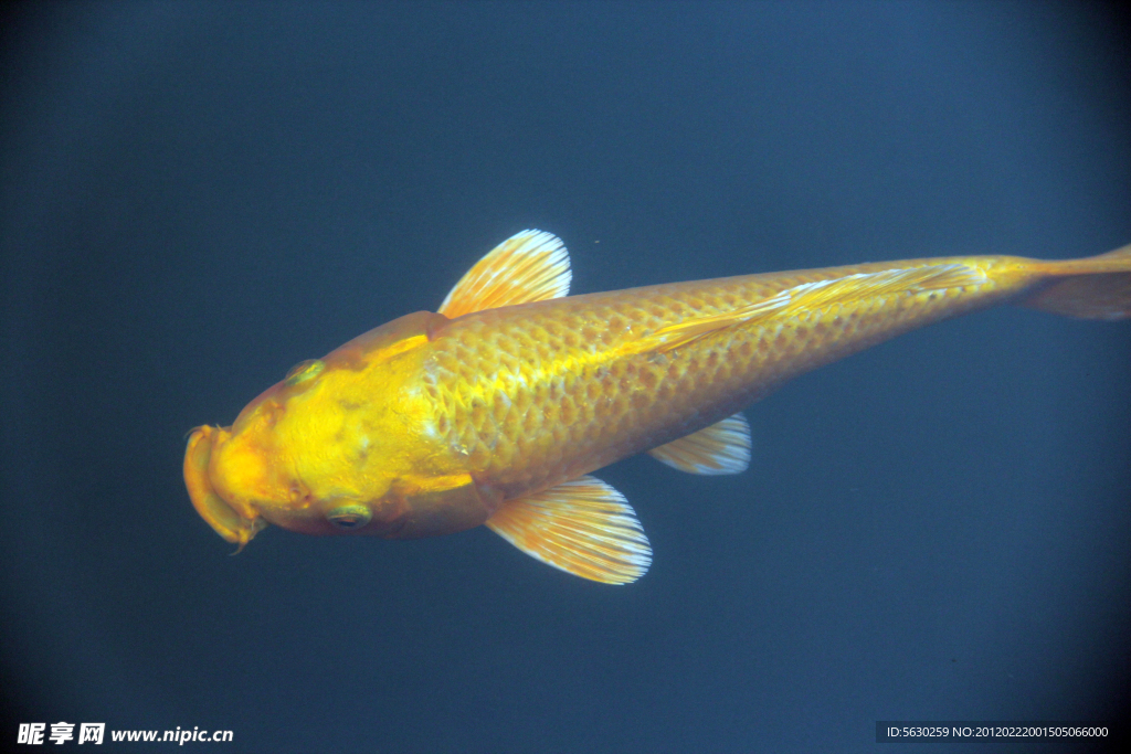 游魚 錦鯉